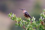 335_Giant Hummingbird