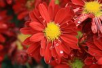 IMG_4639 (Small)