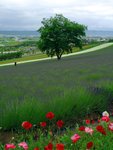 FURANO 01