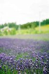 FURANO 03