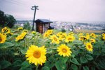 FURANO 06