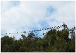 IMG_0699 電線桿上大量烏鴉