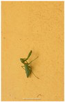 IMG_0719 螳螂
