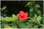 IMG_1130 花花