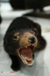 C (302)  Tasmanian Devil