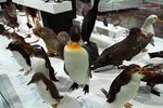 C (303) Penguin