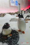 D (65) 可愛的Penguin