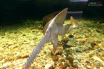 D (81) 魔鬼魚