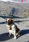 0335 可憐的聖伯納犬..............瑞士國犬?