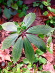 DSCF1154
