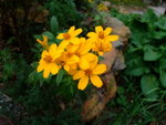 DSCF3463