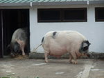 DSCF3465 隻隻都咁肥咁大隻~!