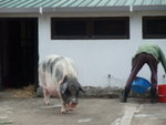 DSCF3466
