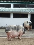 DSCF3468 一定係好食好住