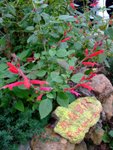 DSCF3541