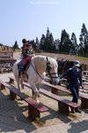 A (71) 場內仲有馬仔騎