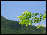 DSCF4275