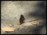 DSCF4346