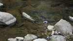 IMG_4430