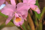 IMG_1377_resize