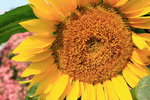 IMG_2180_resize