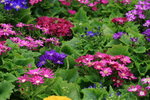 IMG_2215_resize