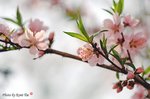 DSa_080320_I0008