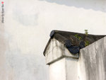 IMG_5953