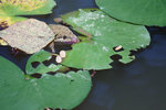 DSC03594