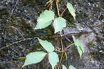 DSC04818