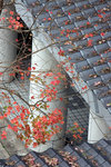 DSC05905