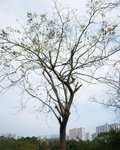 DSC06074-78