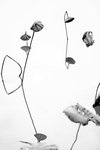 DSC08807