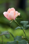 DSC01467