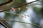 DSC01495