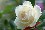 DSC01802