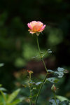 DSC00526