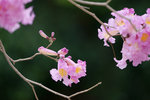 DSC09296