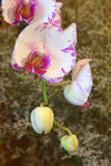 DSC00613