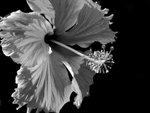 IMG_6643