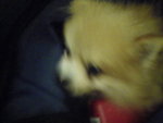 Pic0906013