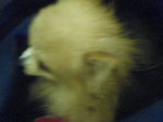 Pic0906014