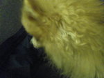 Pic0906018