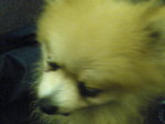 Pic0906020