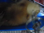 Pic0913038