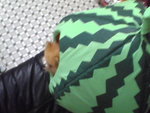 Pic0914047