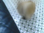 Pic0922033