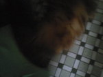Pic0930002