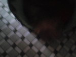 Pic0930003