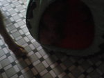 Pic0930004